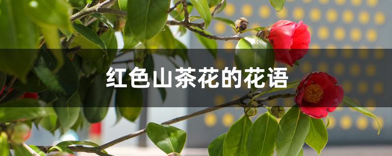 红色山茶花的花语 红色山茶花的花语