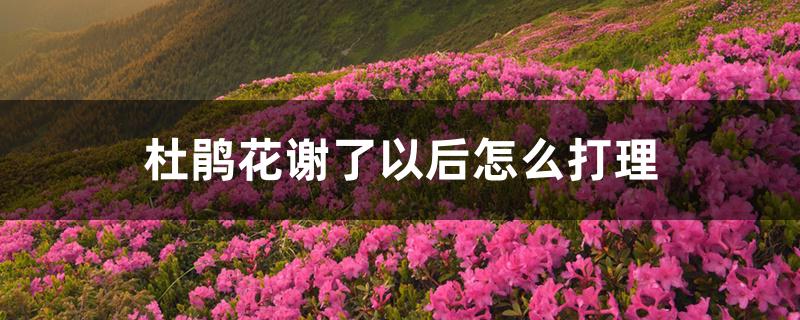 杜鹃花谢了以后怎么打理