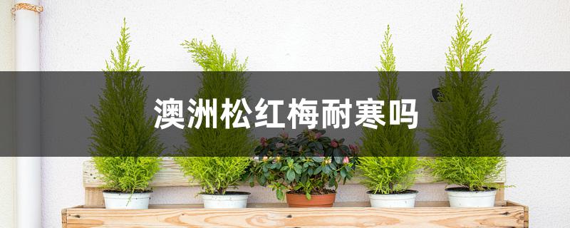 澳洲松红梅耐寒吗 澳洲松红梅耐寒吗