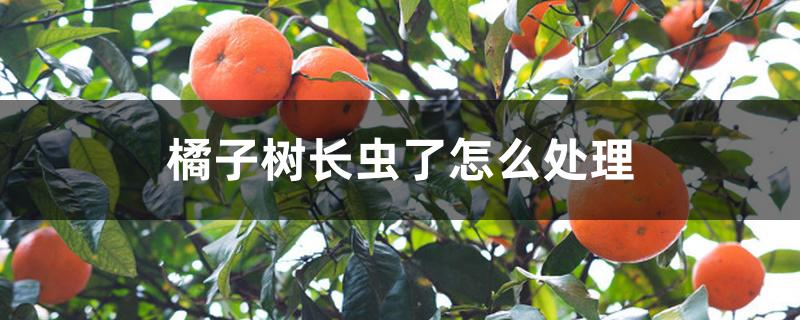 橘子树长虫了怎么处理 橘子树长虫了怎么处理