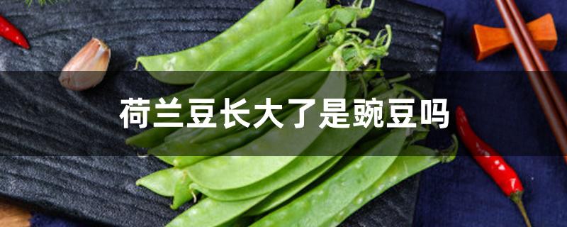 荷兰豆长大了是豌豆吗 荷兰豆长大了是豌豆吗