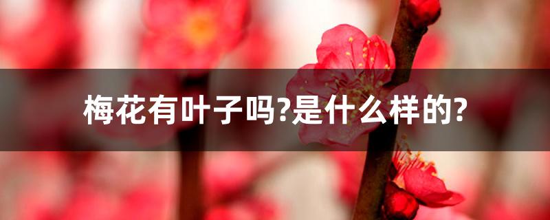 梅花有叶子吗?是什么样的? 梅花有叶子吗?是什么样的?