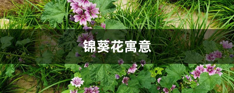 锦葵花寓意 锦葵花寓意