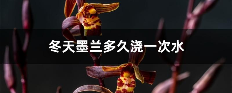 冬天墨兰多久浇一次水 冬天墨兰多久浇一次水