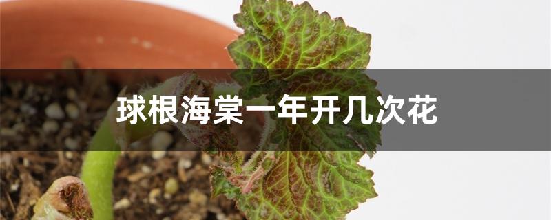 球根海棠一年开几次花 球根海棠一年开几次花