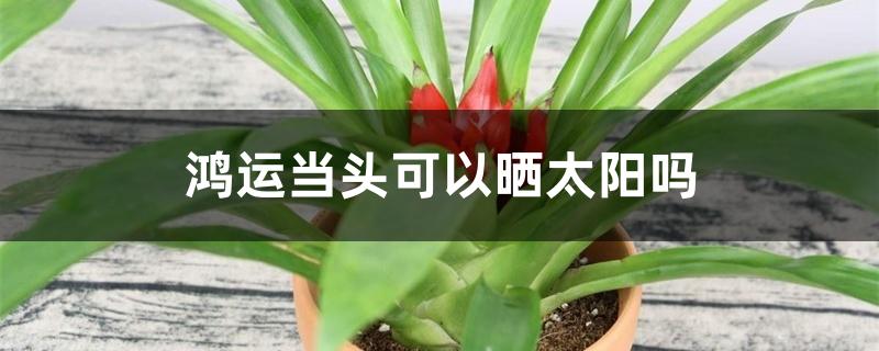 鸿运当头可以晒太阳吗 鸿运当头可以晒太阳吗