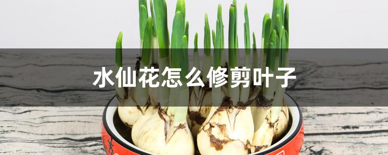 水仙花怎么修剪叶子 水仙花怎么修剪叶子