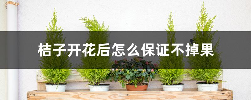 桔子开花后怎么保证不掉果