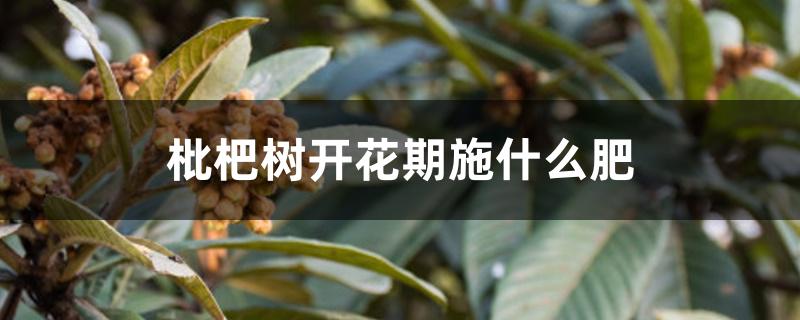 枇杷树开花期施什么肥