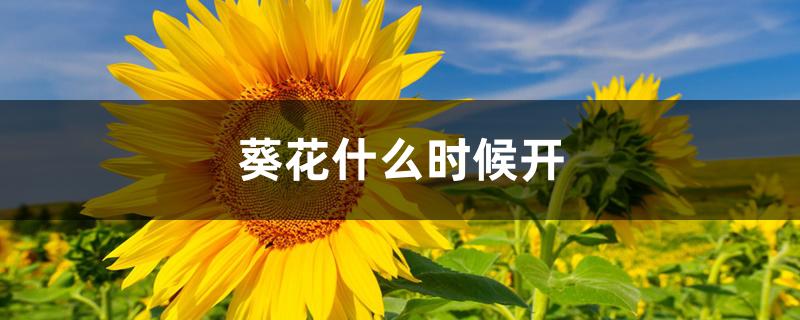 葵花什么时候开 葵花什么时候开