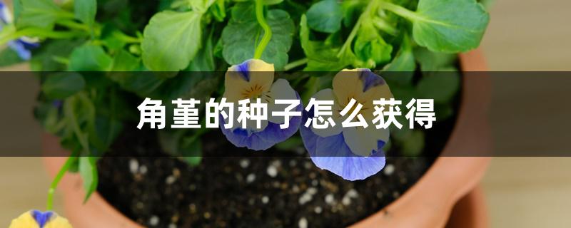 角堇的种子怎么获得 角堇的种子怎么获得