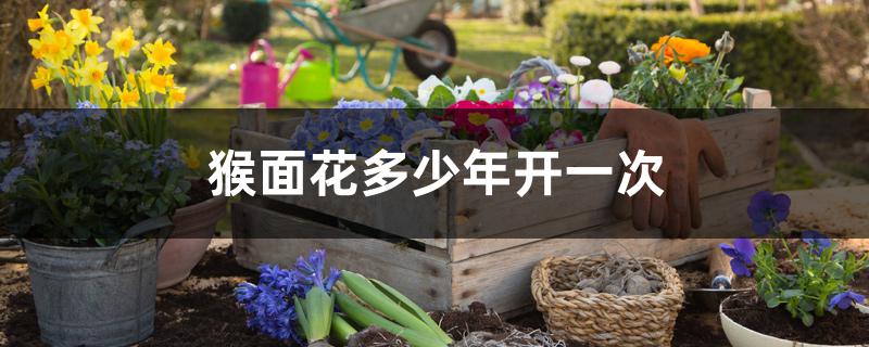 猴面花多少年开一次 猴面花多少年开一次