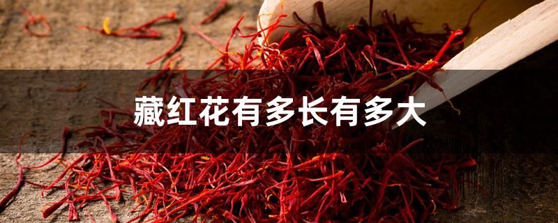 藏红花有多长有多大 藏红花有多长有多大