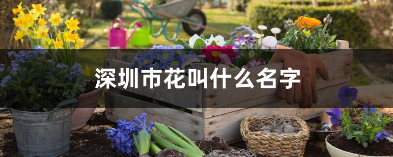 深圳市花叫什么名字 深圳市花叫什么名字