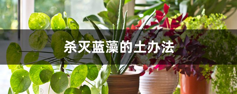 杀灭蓝藻的土办法 杀灭蓝藻的土办法