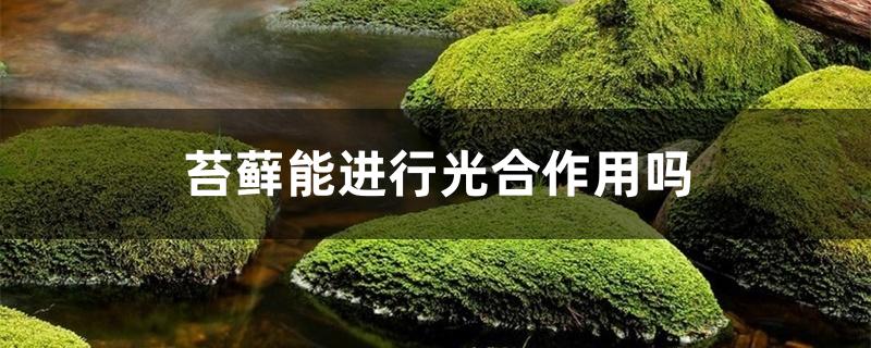 苔藓能进行光合作用吗 苔藓能进行光合作用吗