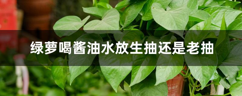 绿萝喝酱油水放生抽还是老抽 绿萝喝酱油水放生抽还是老抽