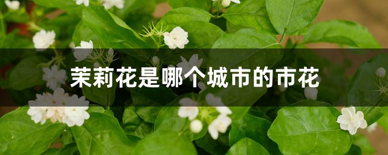 茉莉花是哪个城市的市花 茉莉花是哪个城市的市花