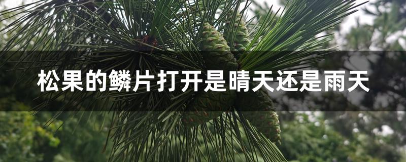 松果的鳞片打开是晴天还是雨天 松果的鳞片打开是晴天还是雨天