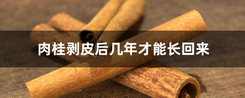 肉桂剥皮后几年才能长回来 肉桂剥皮后几年才能长回来