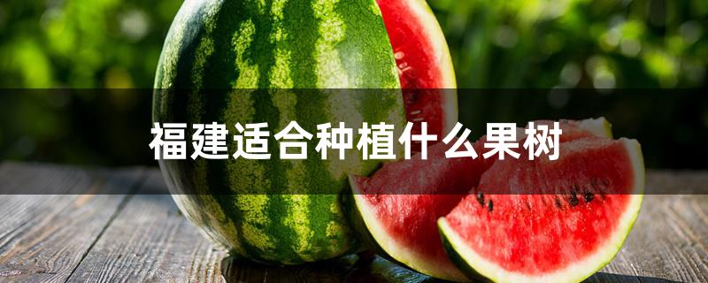 福建适合种植什么果树 福建适合种植什么果树