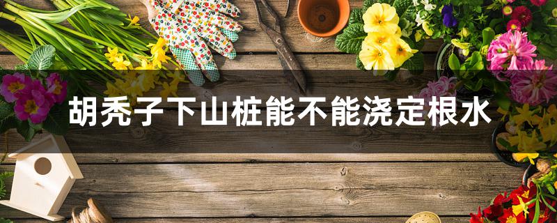 胡秃子下山桩能不能浇定根水 胡秃子下山桩能不能浇定根水