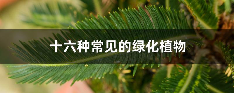 十六种常见的绿化植物 十六种常见的绿化植物