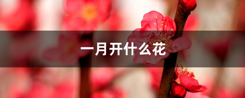 一月开什么花 一月开什么花
