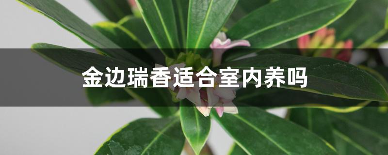 金边瑞香适合室内养吗 金边瑞香适合室内养吗