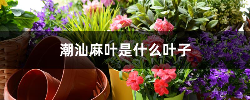潮汕麻叶是什么叶子