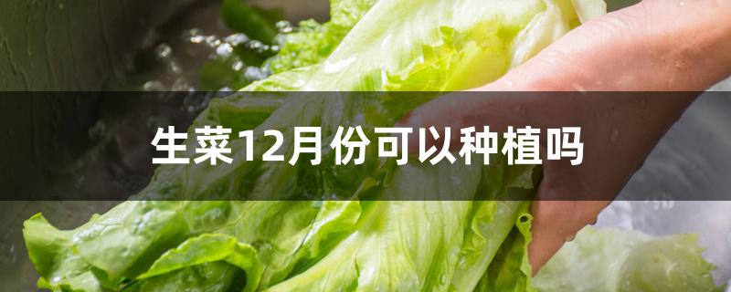 生菜12月份可以种植吗 生菜12月份可以种植吗
