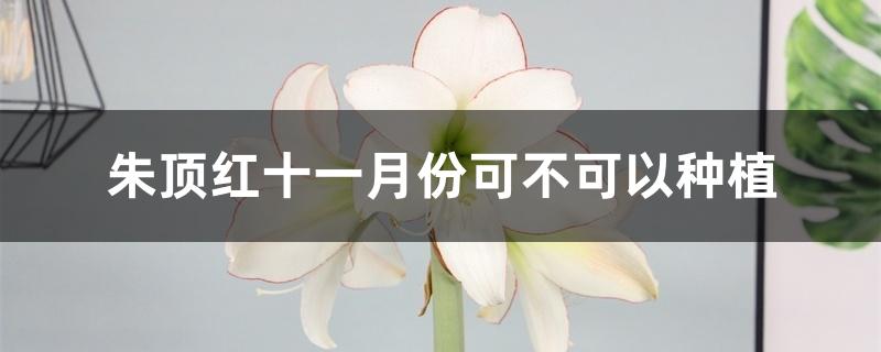 朱顶红十一月份可不可以种植 朱顶红十一月份可不可以种植