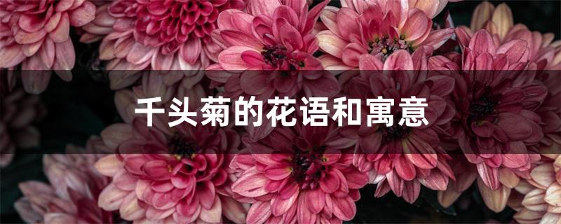 千头菊的花语和寓意 千头菊的花语和寓意