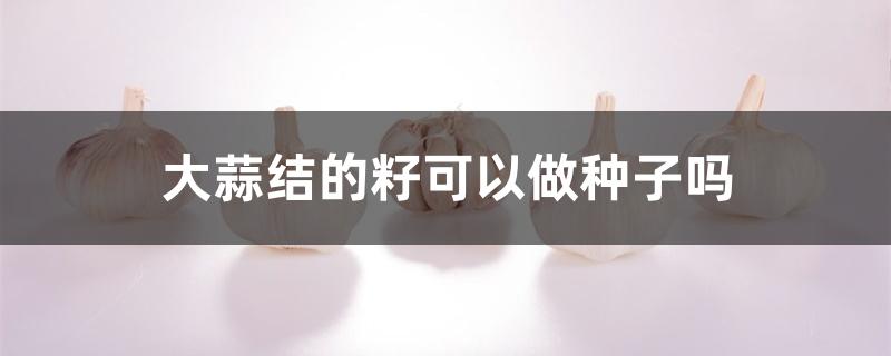 大蒜结的籽可以做种子吗 大蒜结的籽可以做种子吗