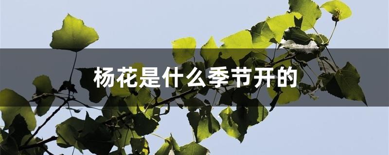 杨花是什么季节开的