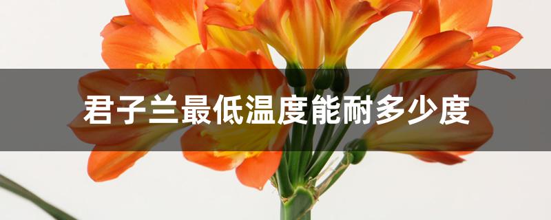 君子兰最低温度能耐多少度 君子兰最低温度能耐多少度
