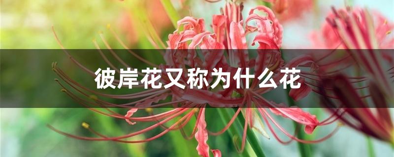 彼岸花又称为什么花 彼岸花又称为什么花