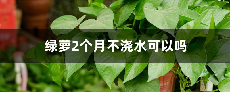 绿萝2个月不浇水可以吗 绿萝2个月不浇水可以吗