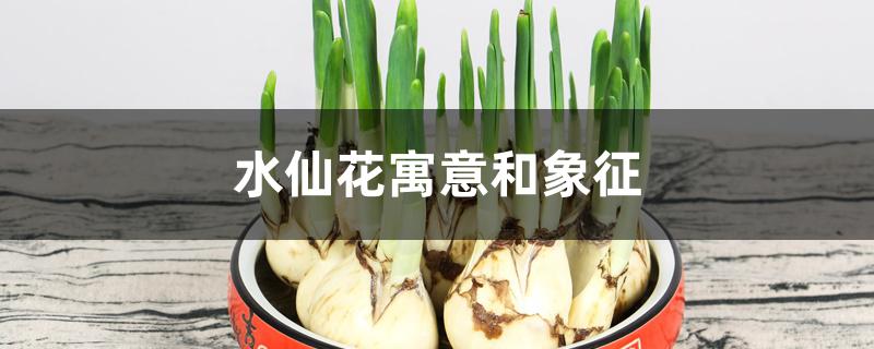 水仙花寓意和象征 水仙花寓意和象征