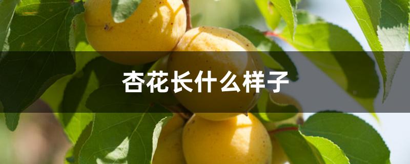 杏花长什么样子 杏花长什么样子