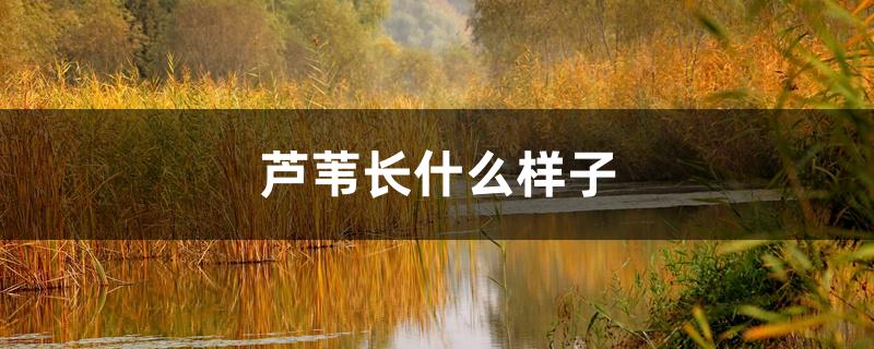 芦苇长什么样子 芦苇长什么样子