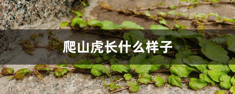 爬山虎长什么样子 爬山虎长什么样子