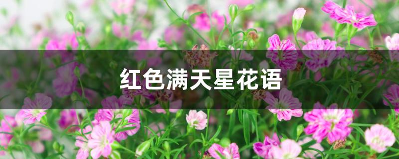 红色满天星花语 红色满天星花语