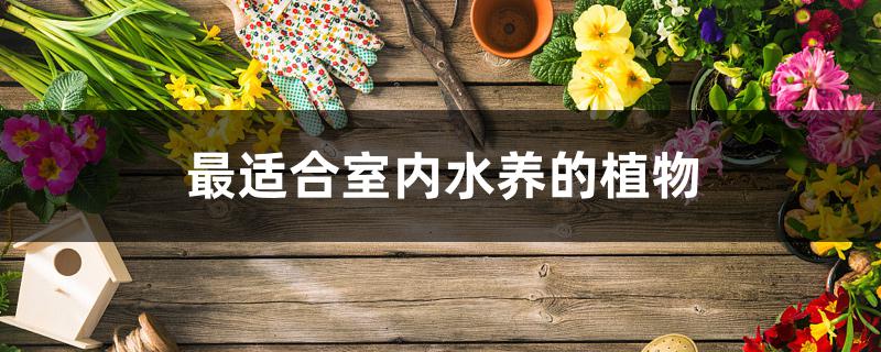 最适合室内水养的植物 最适合室内水养的植物