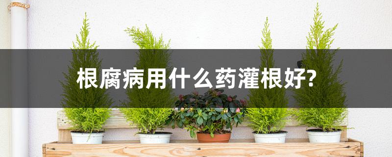 根腐病用什么药灌根好? 根腐病用什么药灌根好?