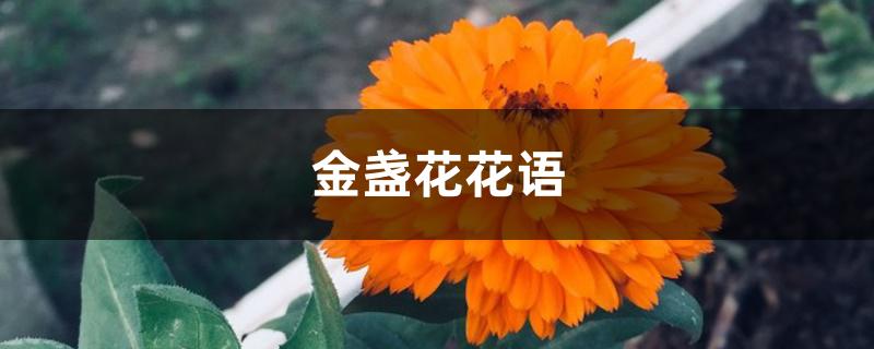 金盏花花语 金盏花花语