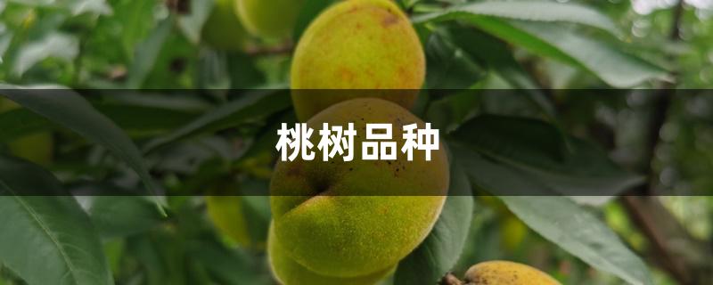 桃树品种