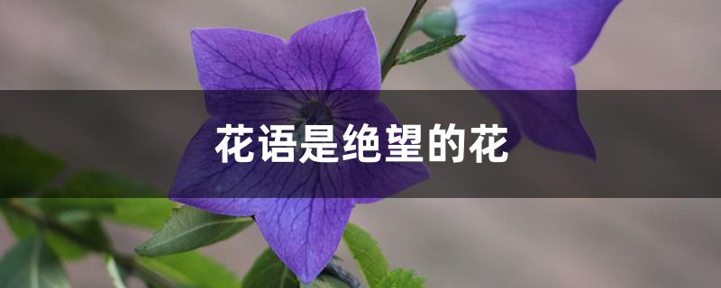 花语是绝望的花 花语是绝望的花
