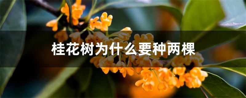 桂花树为什么要种两棵