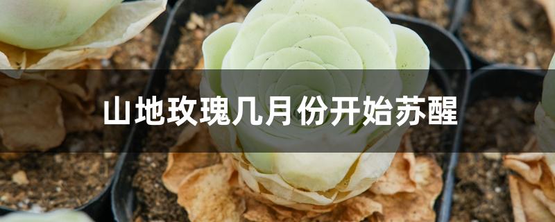 山地玫瑰几月份开始苏醒 山地玫瑰几月份开始苏醒
